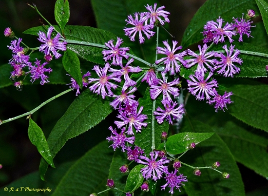 {Vernonia flaccidifolia}